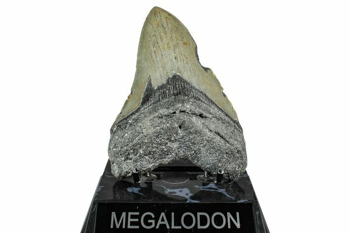 Serrated, Fossil Megalodon Tooth - North Carolina #355841